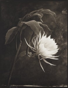 Cy DeCosse captured this night-blooming cactus in the Minnesota Landscape Arboretum during the one evening all year that it burst open, shooting it against a hand-painted backdrop.