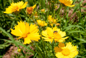 A yellow flower with a bee on it