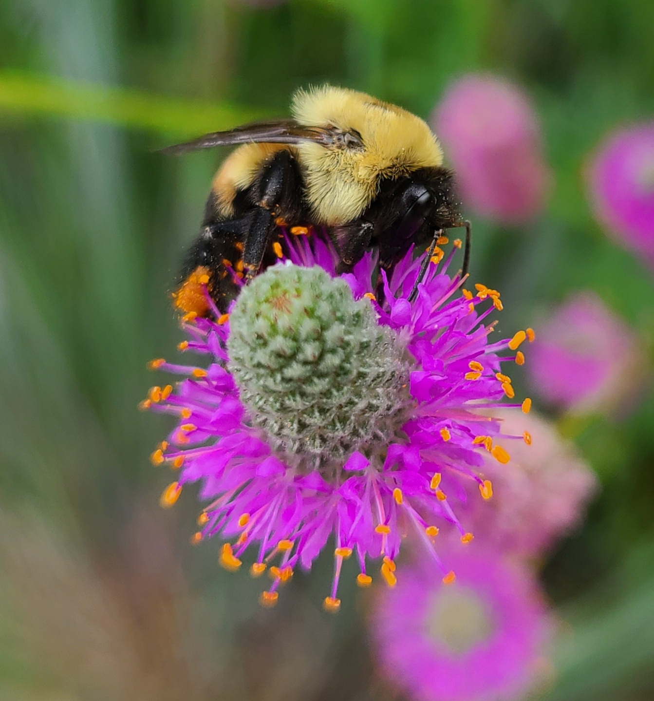 A bumblebee is pollinating on a Purple Prairie Clover.