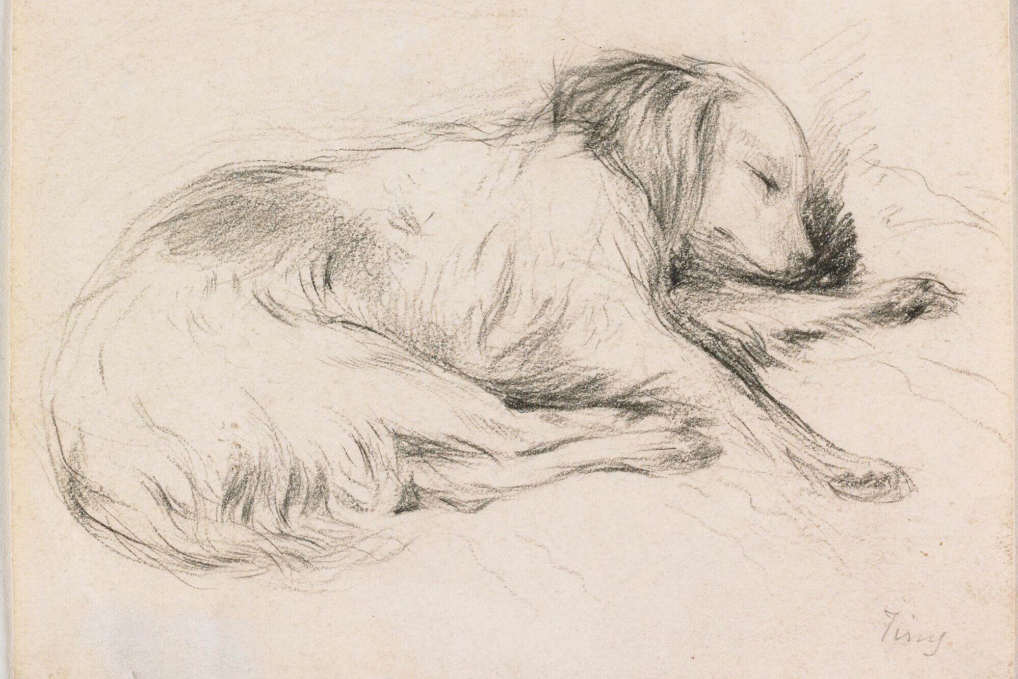 pencil drawing of a sleeping dog