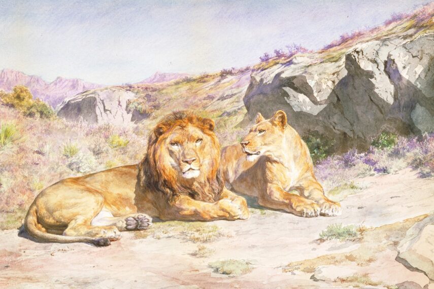 painting of a lion and lioness against an arid background of rocks and savannah