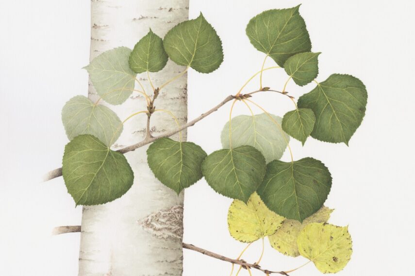 Drawing of an Aspen tree, with white bark and green, heart-shaped leaves