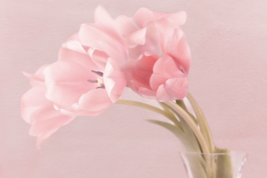 Image of light pink tulips in a glass vase against a light pink background