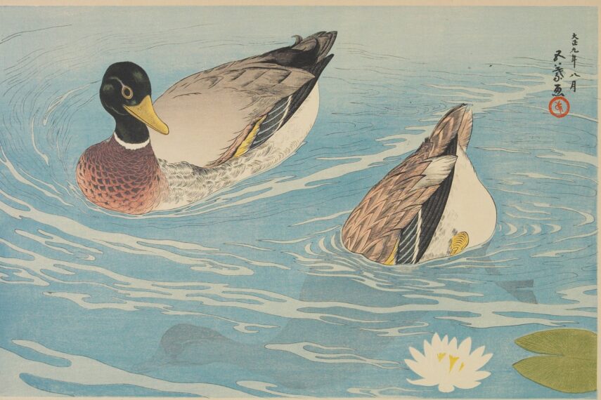 Print of two ducks in water with lily pads, one duck dunking beneath the water