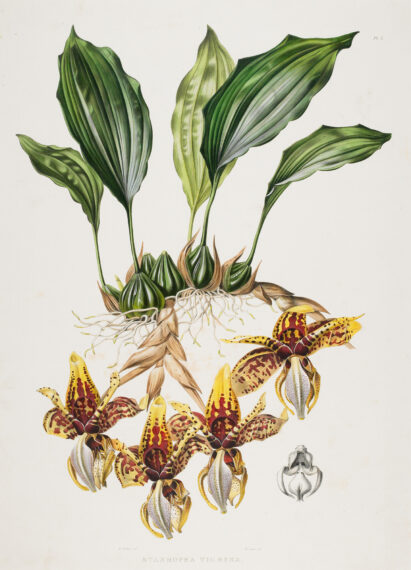 Illustration of green leaves and spotted yellow flowers.