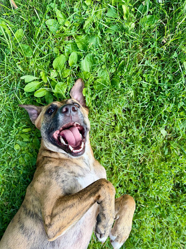 A brown-and-black dog is lying on its back on green grass. The dog has its mouth open wide, showing its teeth and tongue, and its ears are perked up. Its front legs are bent at the elbows, resting against its chest.